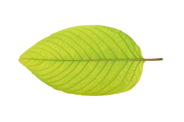 istock Mitragyna speciosa korth(Kratom) isolated on white background. Top view 1477490678