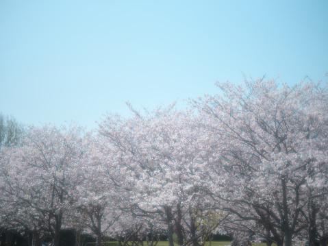 sakura blue sky