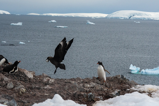 A gentoo penguin chases a bird attacking its nest to steal an egg