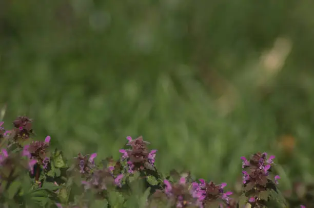 Purple dead-nettle flowering plants and green grass blurry background in spring garden.