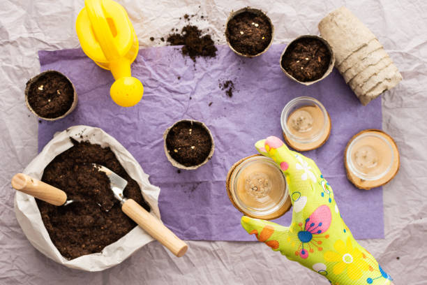 istock Woman planting tomato seeds 1477497652