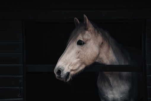 A magnificent horse stands in the barn, patiently waiting to go out.