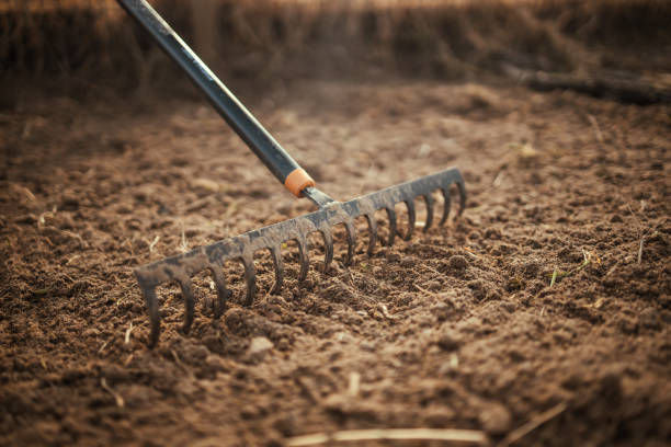 Garden rake. Black metal rake is being pulled through dry soil ready for planting. old rake on a garden bed. spring cleaning. Garden rake rakes the ground, work. Selective focus.