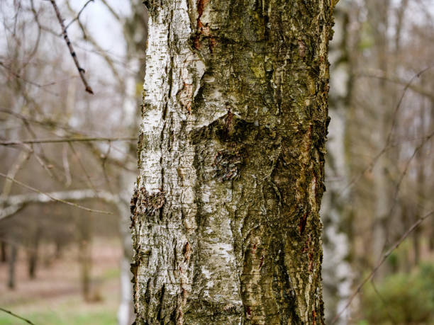 istock Trunk of a birch close up, tree bark 1477499022