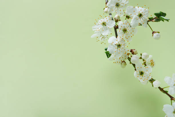 istock Spring Cherry Blossom. Abstract background of macro cherry blossom tree branch on green background. Happy Passover background. Spring womens day concept. Easter, Birthday, womens or mothers holiday. 1477499438
