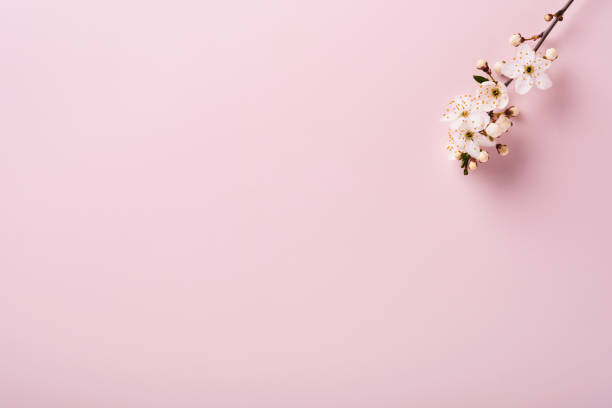 весеннее цветение сакуры. абстрактный фон ветви макровишневого дерева на розовом фоне. счастливый фон песаха. концепция весеннего женског� - cherry blossom spring day sakura стоковые фото и изображения