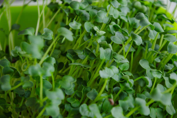 istock daikon seeds sprouted, greens for a healthy diet 1477502054