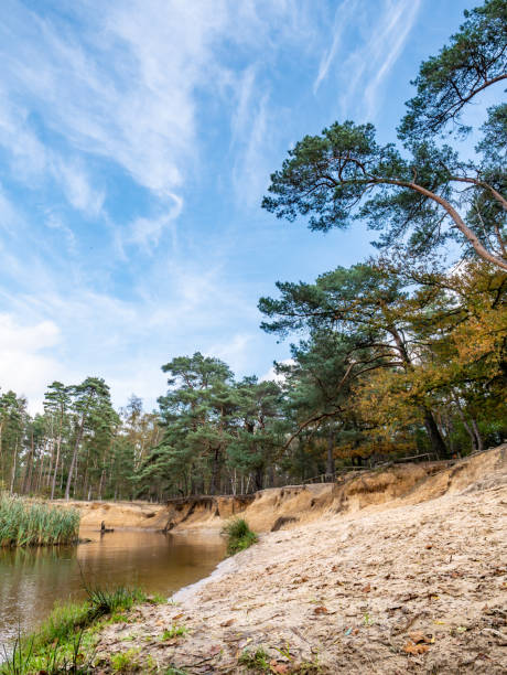 Dinkel River And Pine Trees In Nature Reserve Lutterzand De Lutte ...