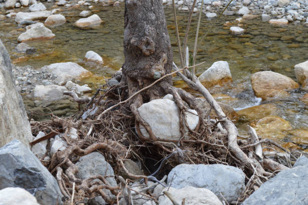 istock Roots of a tree over rocks 1477505229