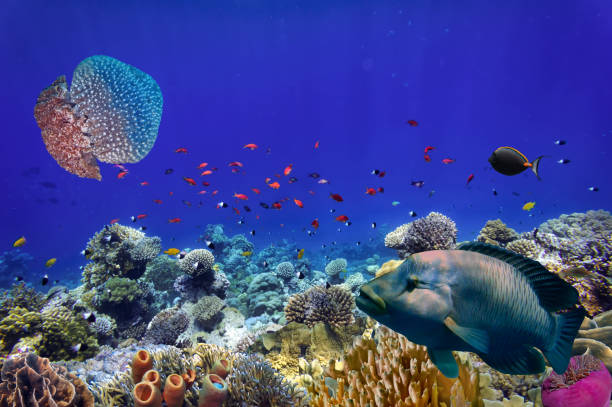 istock Coral reef underwater with shoal tropical fish 1477505378