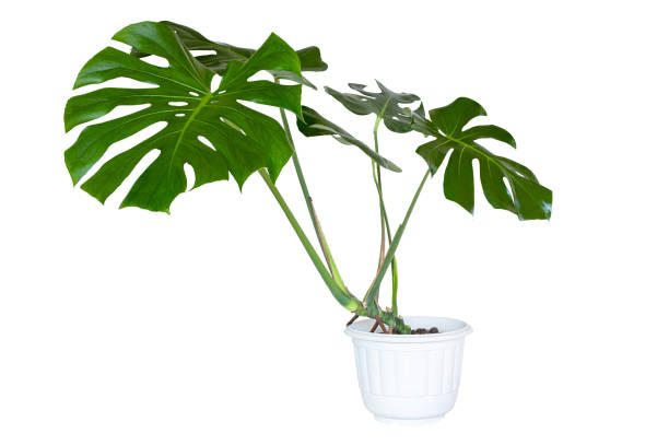 istock Monstera Deliciosa Monstera Giant leaf on white pot, air purification planthouse isolated on white background with clipping path 1477506520