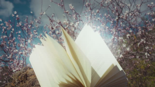 Holy open book in spring blooming garden. Reading education knowledge concept. White cherry flowers close-up.