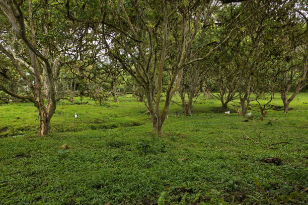 istock Vegetation in Mindo, Ecuador, South America 1477508519