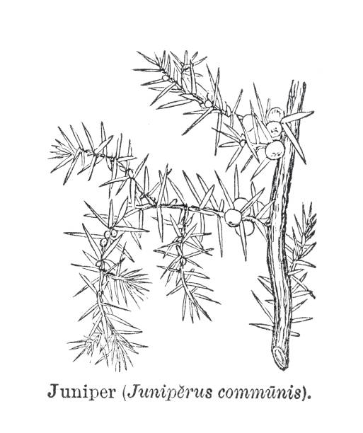 40+ Juniperus Communis Stock Illustrations, Royalty-Free Vector ...