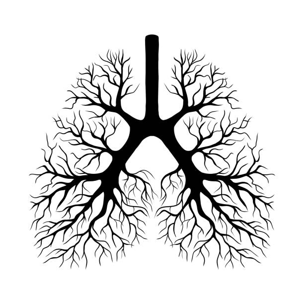 Ilustración de pulmones humanos - ilustración de arte vectorial