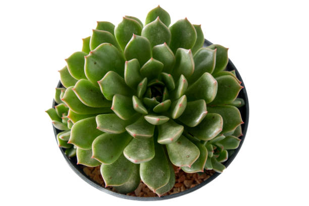 istock Cactus succulent plant on white background 1477510286