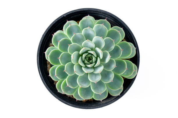 istock Cactus succulent plant on white background 1477510681