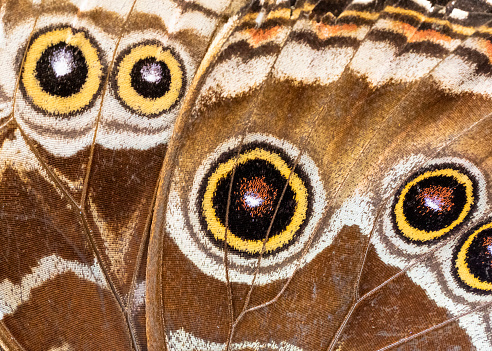 Owl butterfly