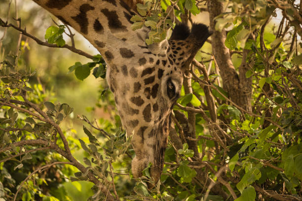 Animal watching on safari in Tarangire National Park. Tanzania. Africa.