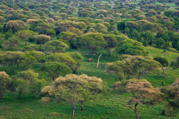 タランギーレ川のある風景 - lake volcano volcanic crater riverbank ストックフォトと画像