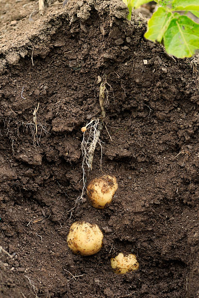 istock Potato Swift (first early) growing in the ground. 147751252