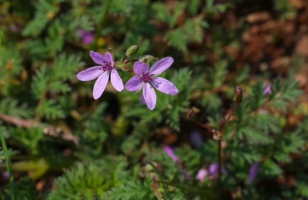 Storksbill 50+ Common Storksbill Stock Photos, Pictures & Royalty-Free Images - iStock