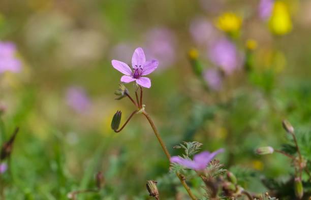 Storksbill 50+ Common Storksbill Stock Photos, Pictures & Royalty-Free Images - iStock