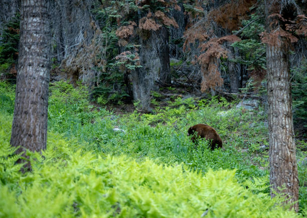 istock Black Bear Grazes in Sequoia Meadow 1477514473