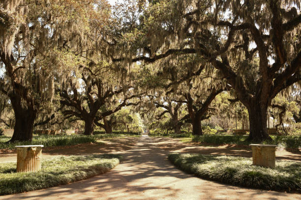 istock Large Old Live Oak Trees Along a Path at the Park 1477515304