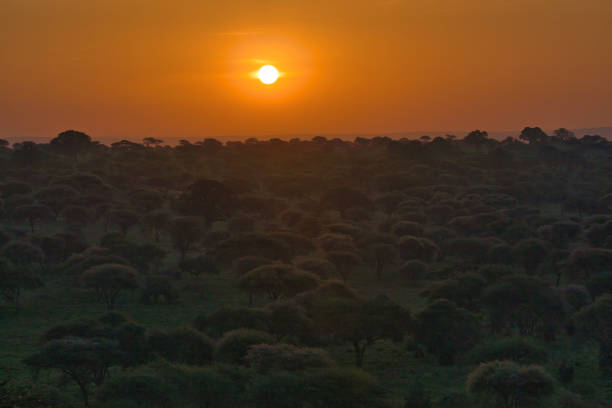 Animal watching on safari in Tarangire National Park. Tanzania. Africa.