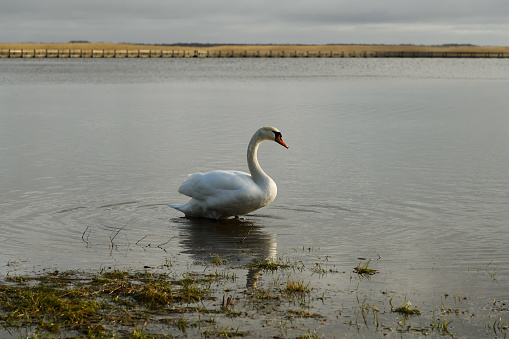View of a wild swan on a lake on a cloudy day.