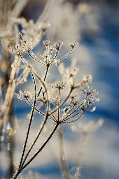 istock Frozen grass in the morning. 1477517433