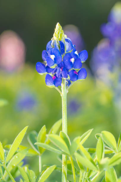 istock A blue Lupinus texensis flower on a sunny spring morning. 1477517799