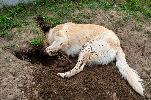 A young golden retriever is digging a big hole in the grass in the garden.