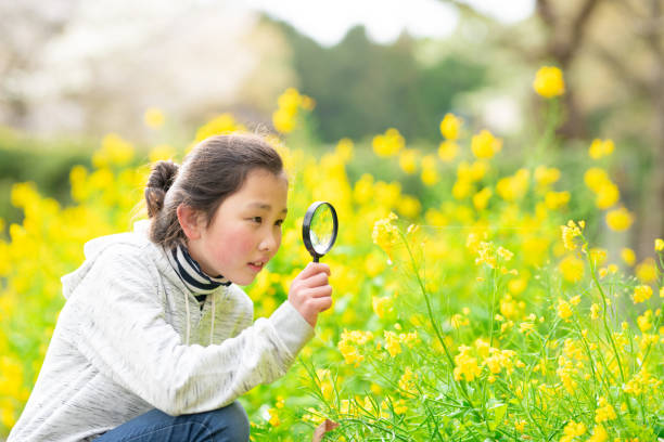 istock Girl looking at rape blossoms with a magnifying glass 1477518664