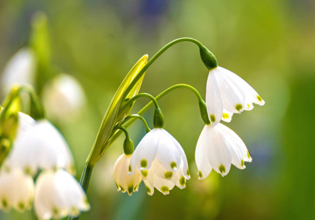 Spring Snowflake Flowers March 2023: Close-up of white Spring Snowflake Flowers leucojum vernum stock pictures, royalty-free photos & images