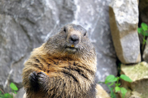 istock Portrait of marmot with big teeth 1477519937