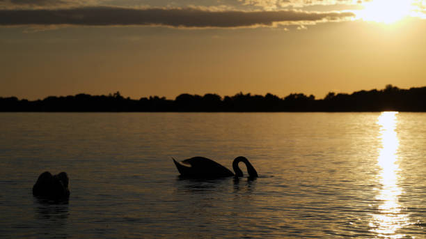 istock Silhouette of a swan with beak under water in sunset 1477520138