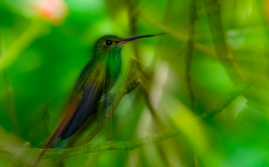 Rufous tailed hummingbird on a branch in Costa Rica.