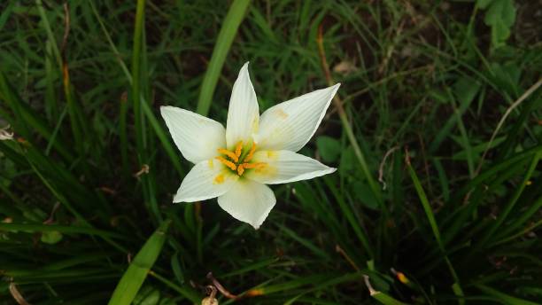 istock Wild flowers at the garden 1477520696