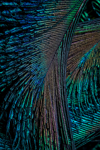 Closeup of peacock feather.