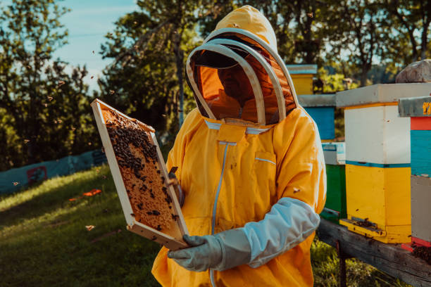 istock Beekeepers checking honey on the beehive frame in the field. Small business owners on apiary. Natural healthy food produceris working with bees and beehives on the apiary. 1477521897