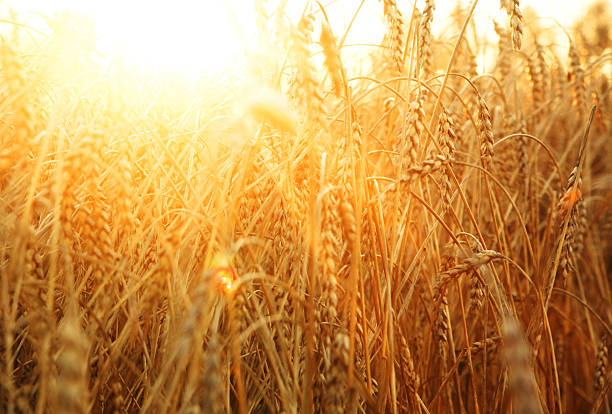 istock ripening ears of wheat field 147752336