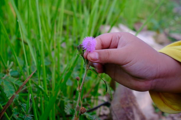 istock Girl hand picking mimosa flower 1477523504