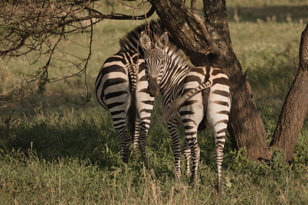deux zèbres par derrière - zebra africa wildlife nature photos et images de collection