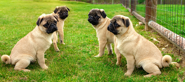 four cute little mops pug dogs puppies sitting in the garden .