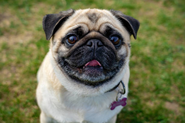 istock cute mops pug dog puppy looking up into the camera 1477524643