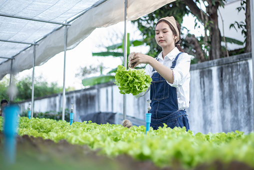 Asian local farmer growing their own green oak salad lettuce using hydroponics water system organic approach for family business and sale , small business concept