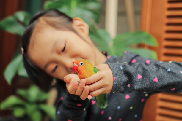 amor por las mascotas - parrot young animal human hand cute fotografías e imágenes de stock