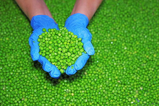 Woman holds a bunch of peas in food processing plant. Transport peas grain on a conveyor, industrial production
